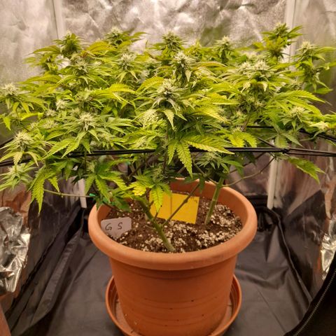 Gorilla Sherbet  growlog timeline photo