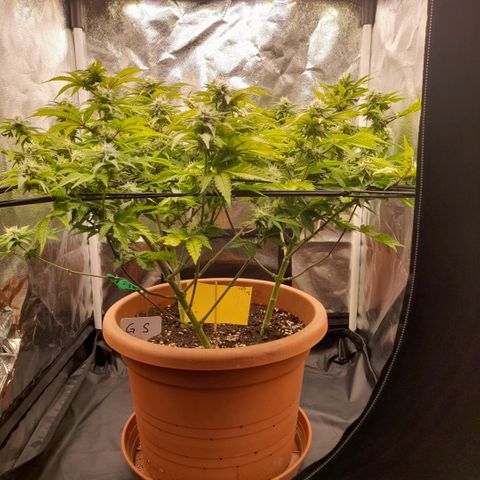 Gorilla Sherbet  growlog timeline photo