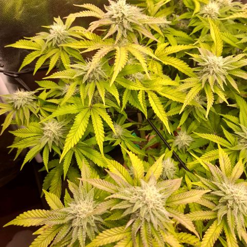 Gorilla Sherbet  growlog timeline photo