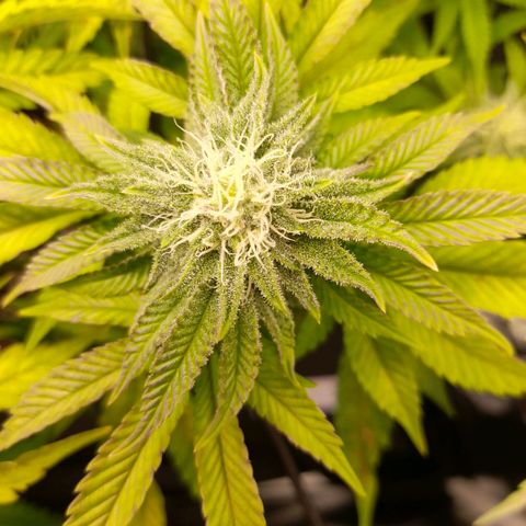 Gorilla Sherbet  growlog timeline photo