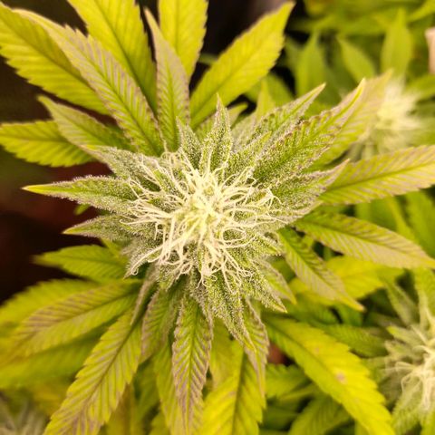 Gorilla Sherbet  growlog timeline photo