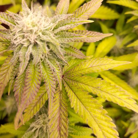 Gorilla Sherbet  growlog timeline photo