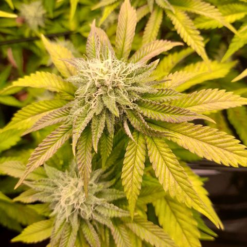 Gorilla Sherbet  growlog timeline photo