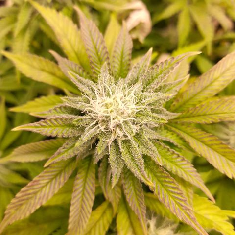 Gorilla Sherbet  growlog timeline photo