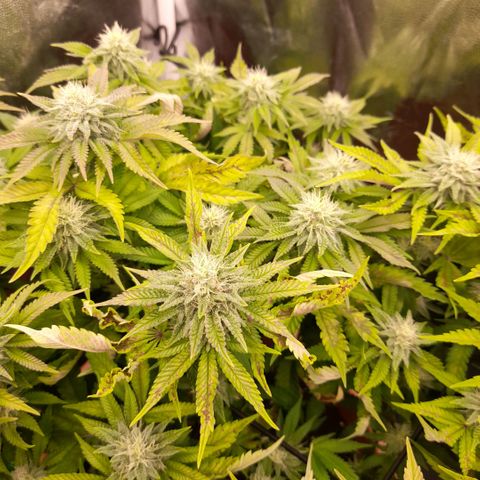 Gorilla Sherbet  growlog timeline photo