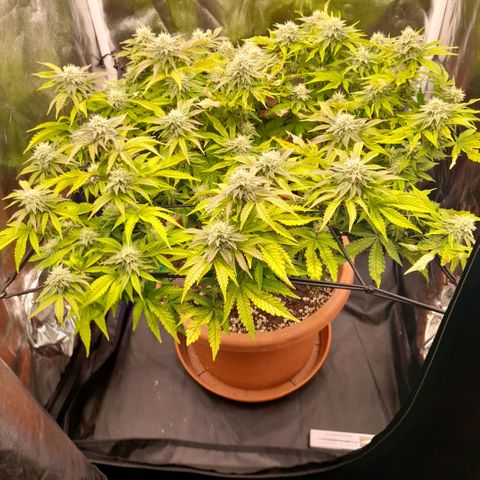 Gorilla Sherbet  growlog timeline photo