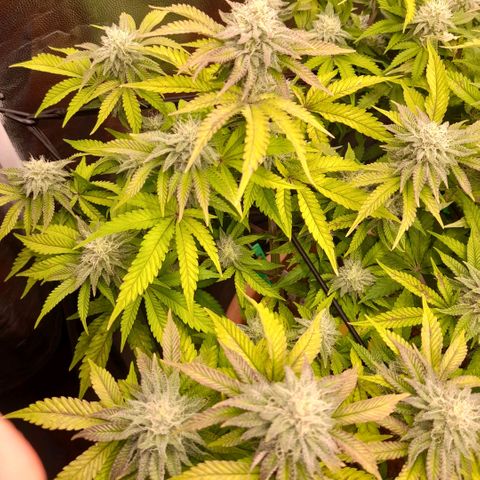 Gorilla Sherbet  growlog timeline photo