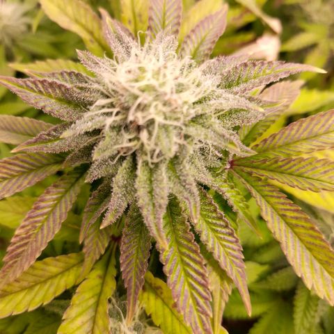 Gorilla Sherbet  growlog timeline photo