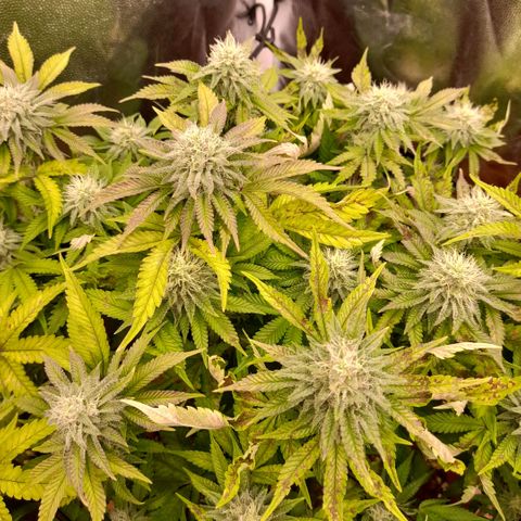 Gorilla Sherbet  growlog timeline photo