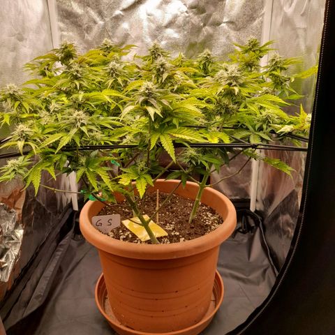 Gorilla Sherbet  growlog timeline photo