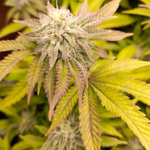 Gorilla Sherbet  growlog timeline photo