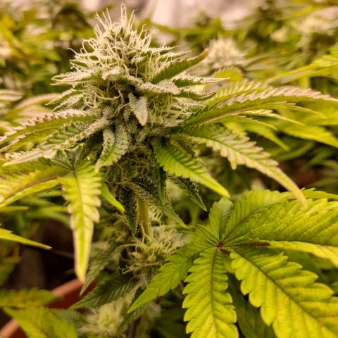 Gorilla Sherbet  growlog timeline photo