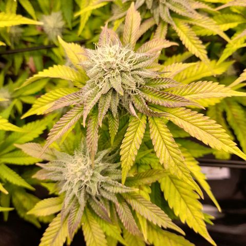 Gorilla Sherbet  growlog timeline photo