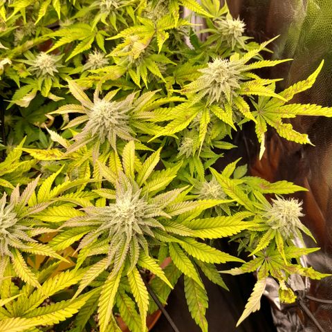 Gorilla Sherbet  growlog timeline photo