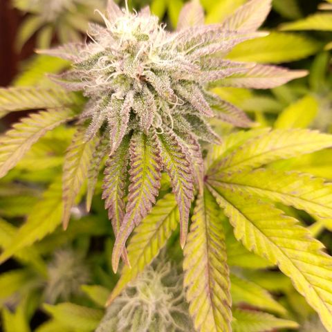 Gorilla Sherbet  growlog timeline photo