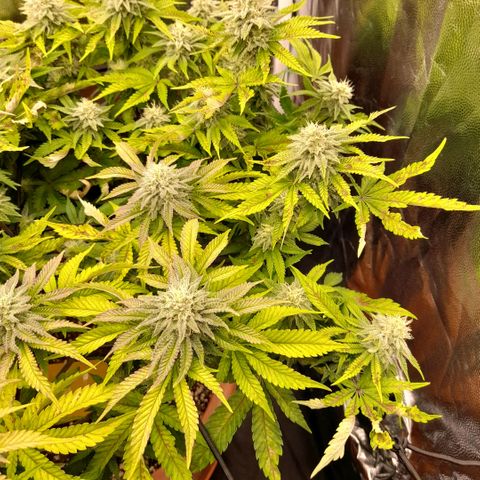 Gorilla Sherbet  growlog timeline photo