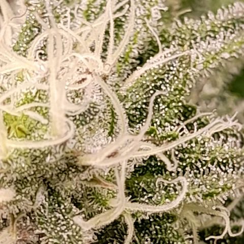 Gorilla Sherbet  growlog timeline photo