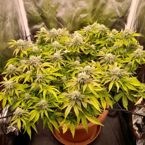 Gorilla Sherbet  growlog timeline photo