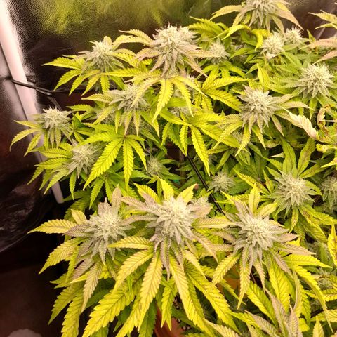 Gorilla Sherbet  growlog timeline photo