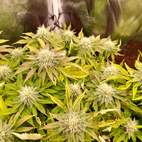 Gorilla Sherbet  growlog timeline photo