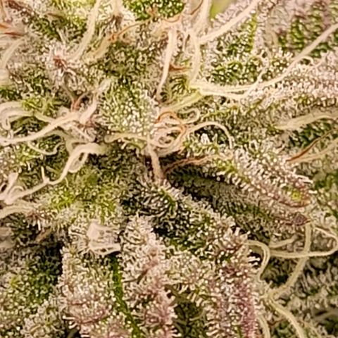 Gorilla Sherbet  growlog timeline photo