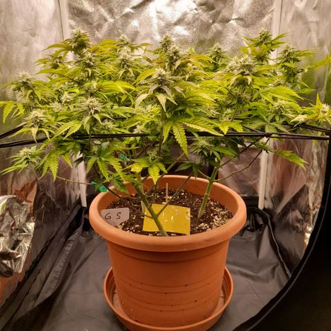 Gorilla Sherbet  growlog timeline photo