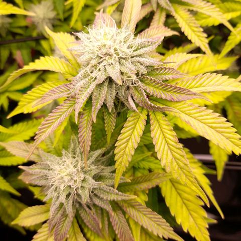 Gorilla Sherbet  growlog timeline photo