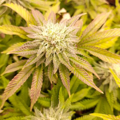 Gorilla Sherbet  growlog timeline photo