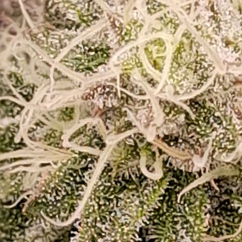 Gorilla Sherbet  growlog timeline photo