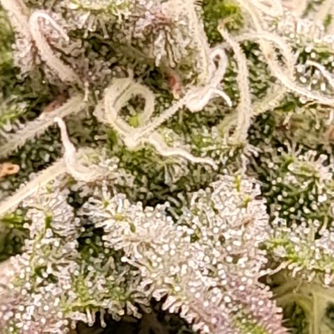 Gorilla Sherbet  growlog timeline photo