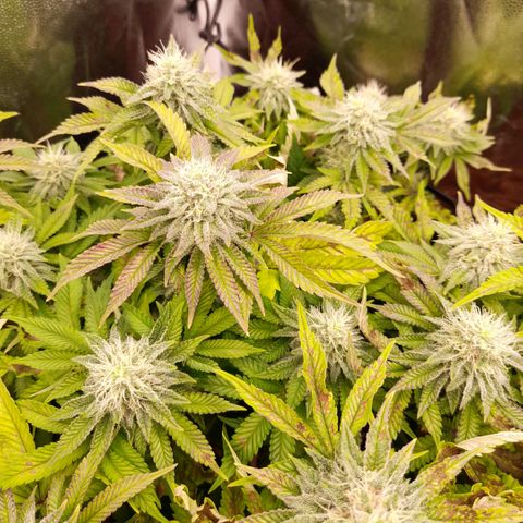 Gorilla Sherbet  growlog timeline photo