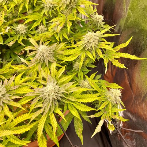 Gorilla Sherbet  growlog timeline photo