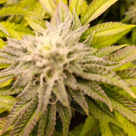 Gorilla Sherbet  growlog timeline photo