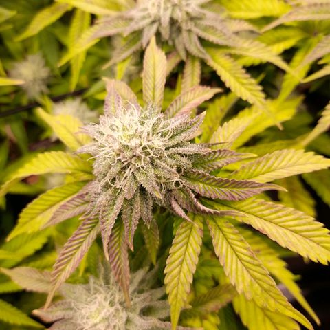 Gorilla Sherbet  growlog timeline photo