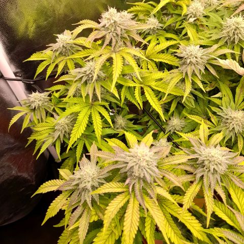 Gorilla Sherbet  growlog timeline photo