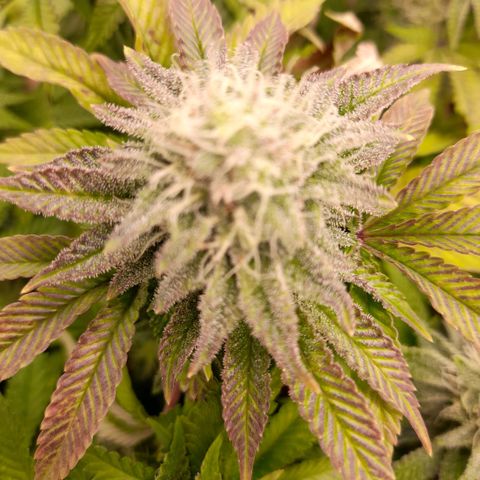 Gorilla Sherbet  growlog timeline photo