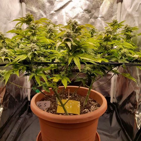 Gorilla Sherbet  growlog timeline photo