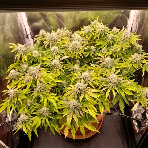 Gorilla Sherbet  growlog timeline photo