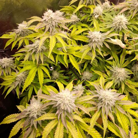 Gorilla Sherbet  growlog timeline photo