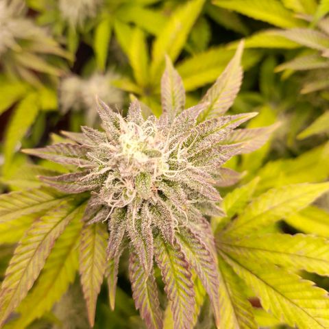 Gorilla Sherbet  growlog timeline photo