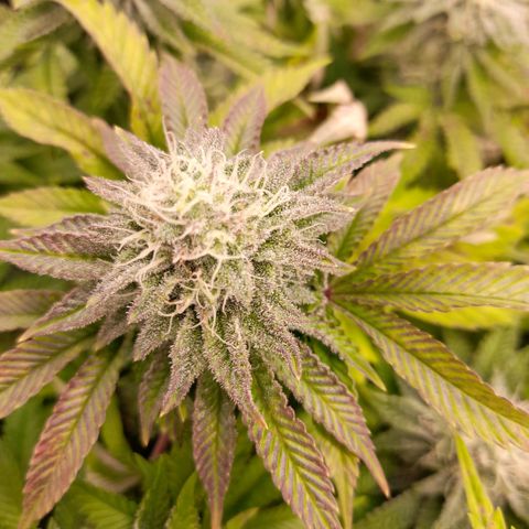 Gorilla Sherbet  growlog timeline photo