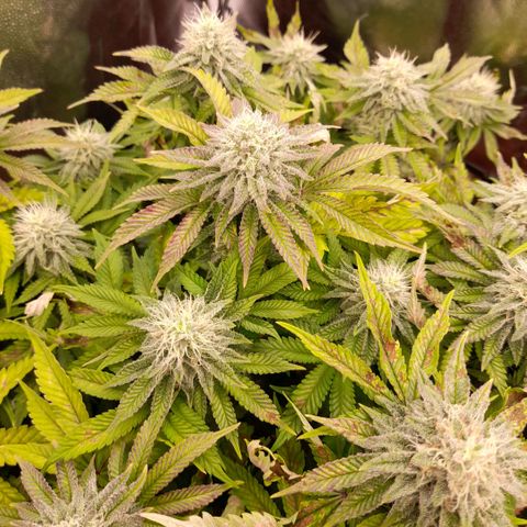 Gorilla Sherbet  growlog timeline photo