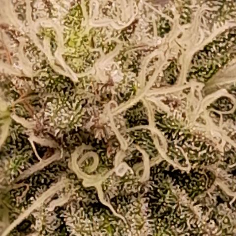 Gorilla Sherbet  growlog timeline photo