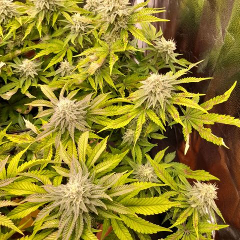 Gorilla Sherbet  growlog timeline photo