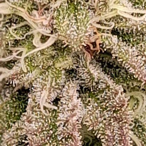 Gorilla Sherbet  growlog timeline photo