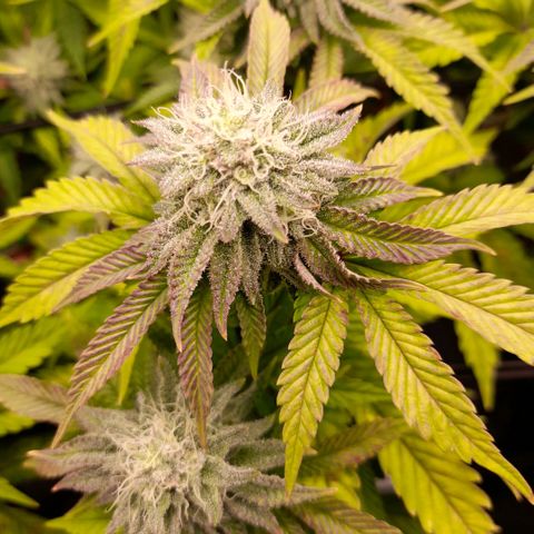 Gorilla Sherbet  growlog timeline photo