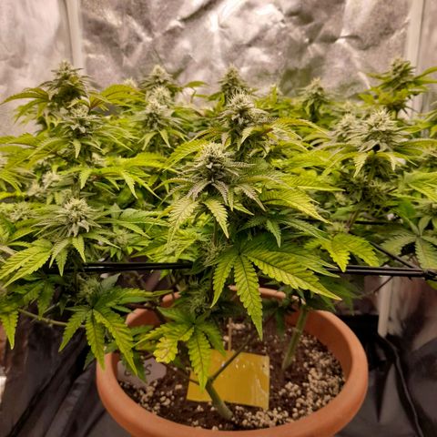 Gorilla Sherbet  growlog timeline photo