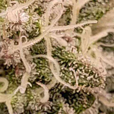 Gorilla Sherbet  growlog timeline photo