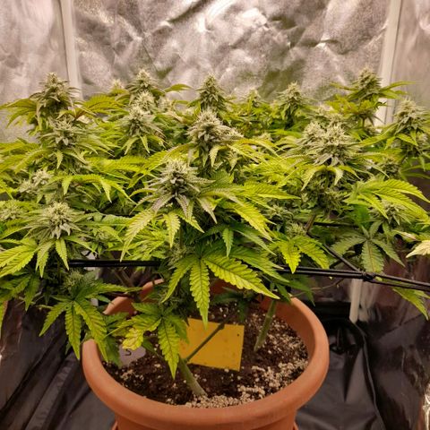 Gorilla Sherbet  growlog timeline photo