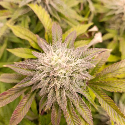 Gorilla Sherbet  growlog timeline photo